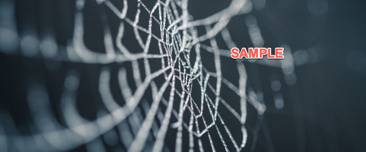 Spider web